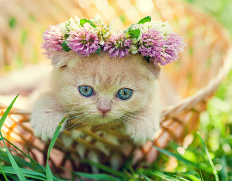 Portrait of cute little kitten crowned with a chaplet of clover