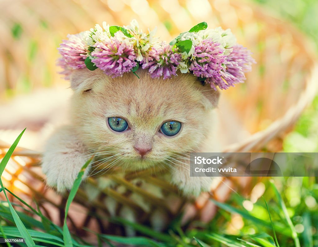 little kitten crowned with a chaplet of clover Portrait of cute little kitten crowned with a chaplet of clover Domestic Cat Stock Photo