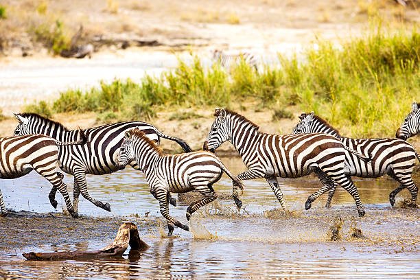 istock Zebras runs in the water 502711384
