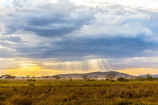 Beautiful and dramatic warm evening in Serengeti Tanzania, Africa.