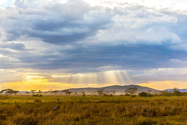 Beautiful and dramatic african landscape Beautiful and dramatic warm evening in Serengeti Tanzania, Africa. grassland stock pictures, royalty-free photos & images