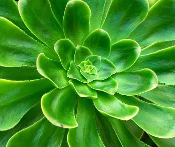 istock Background green leaves in forest close up 502711488
