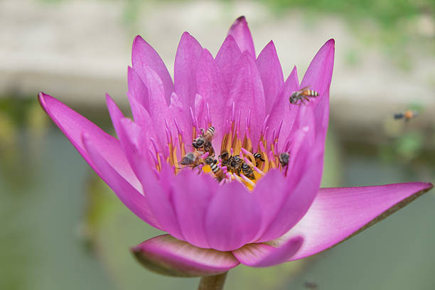 istock Pink lotus flowers and bee 502720967