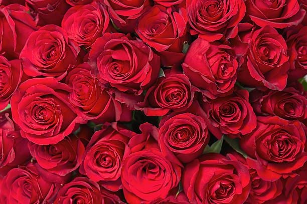 istock Colorful flower bouquet from red roses for use as background. 502721017