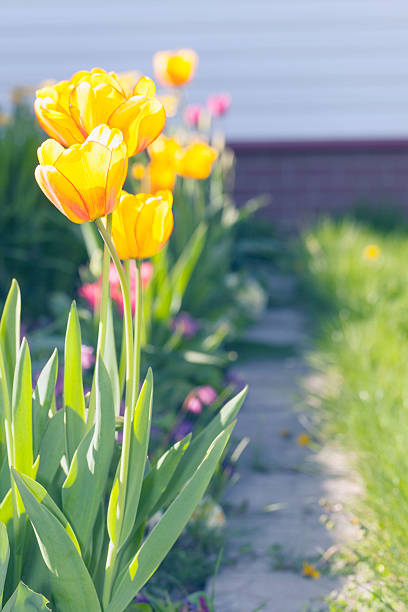 istock Small stone path between tulips and grass in garden 502722533