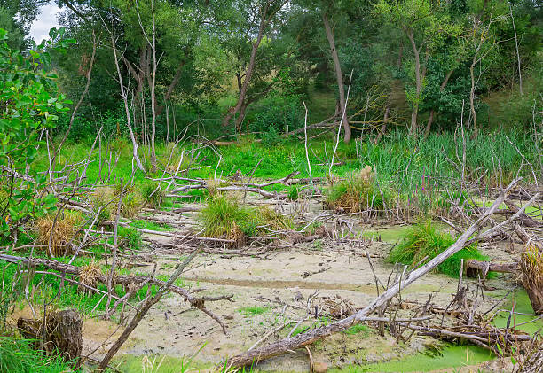 istock bad ecology in nature 502722678