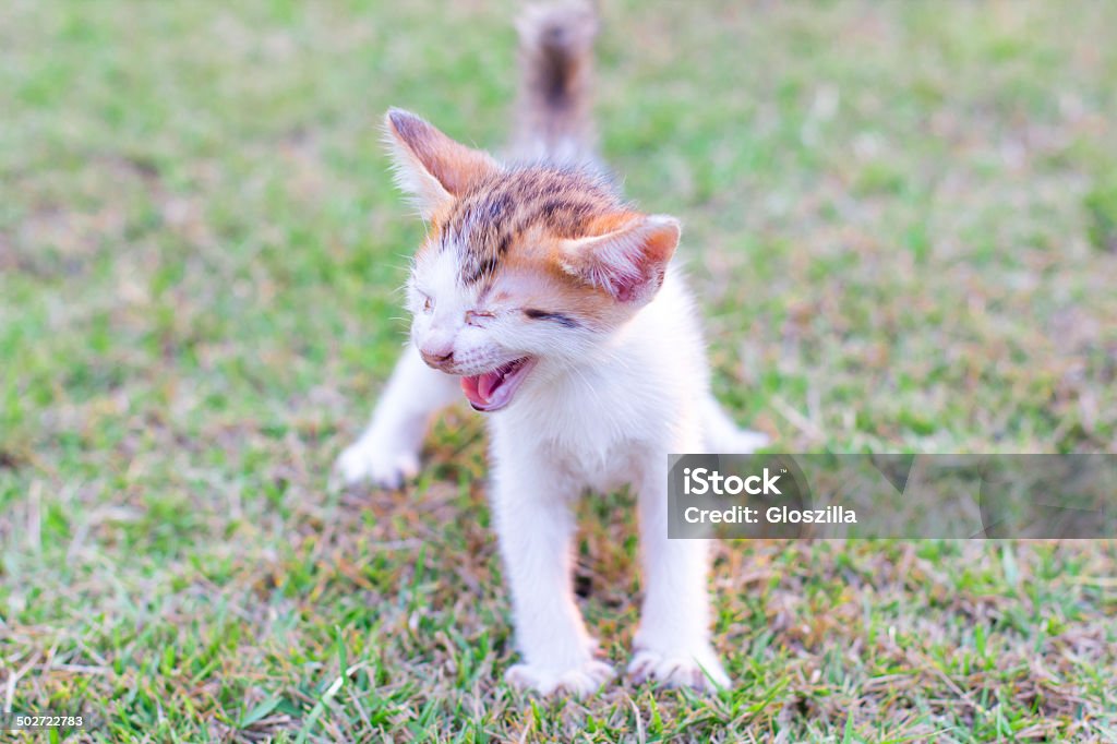 adorable meowing tabby kitten outdoors Animal Stock Photo