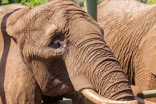 istock Portrait of an elephant 502723426
