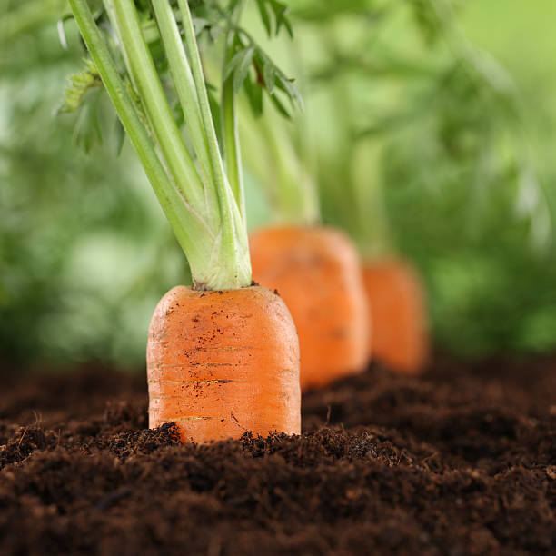 istock Fresh carrots in vegetable garden 502723741