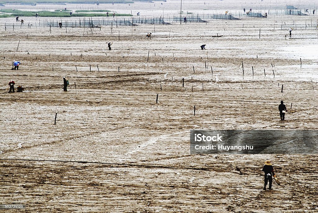 Ocean Seetang farm - Lizenzfrei Agrarbetrieb Stock-Foto