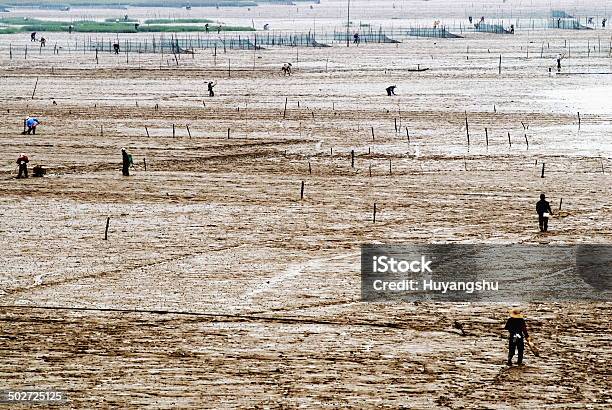 Algas Farm Al Mar Foto de stock y más banco de imágenes de Agricultura - Agricultura, Agua, Aire libre