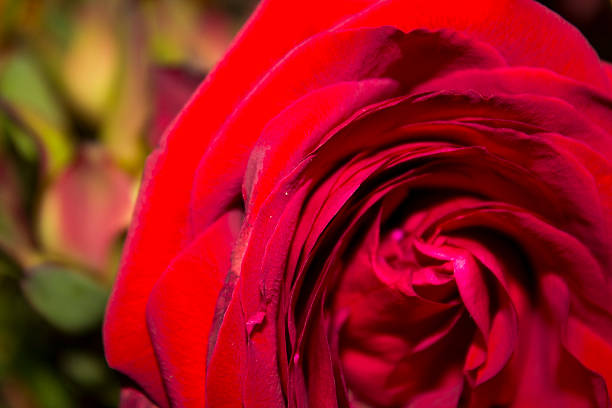 istock Bright Red Flower Close Up 502725278