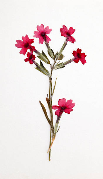 istock Floral Arrangement 502725403