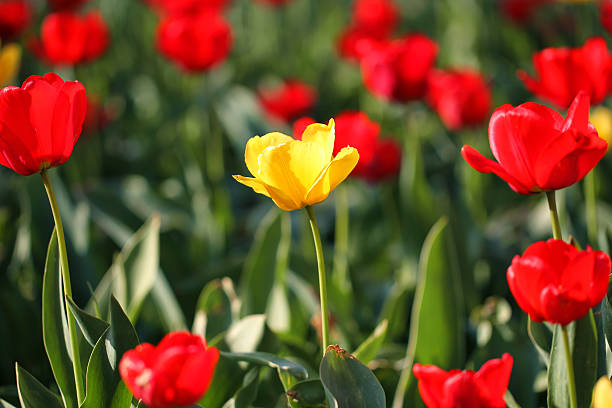 istock Fields of red and yellow tulips 502725731