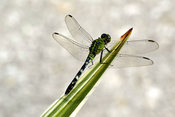 Green Dragon Fly