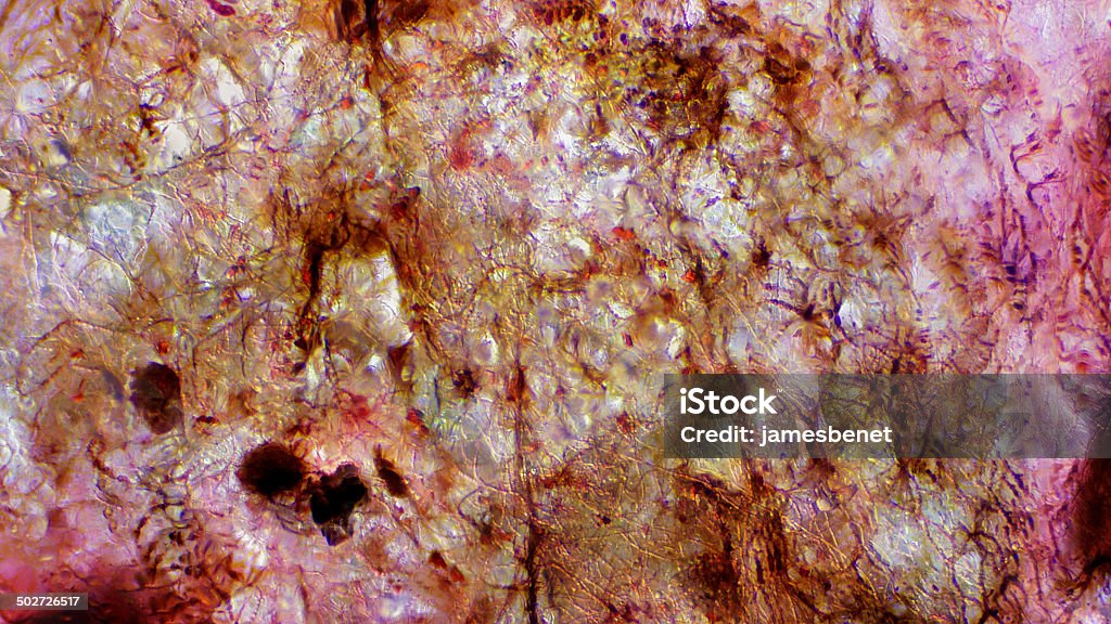 Mehltau unter Mikroskop 100x - Lizenzfrei Biologie Stock-Foto