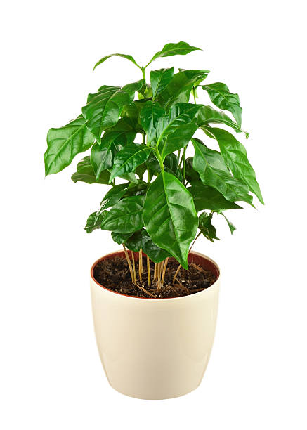 istock Coffee tree (Arabica Plant) in flower pot isolated 502727633
