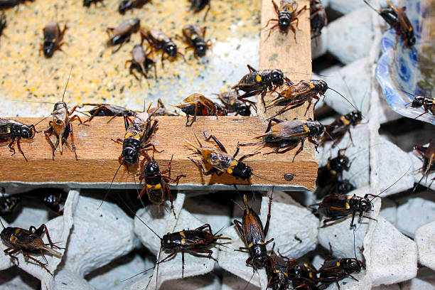 crickets em industrial exploração - birdsong imagens e fotografias de stock