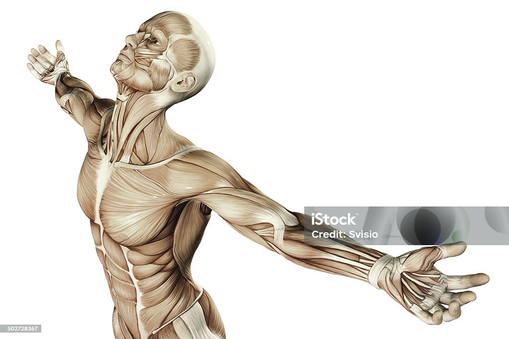Human Anatomy Human Anatomy - Male Muscles The Human Body Stock Photo