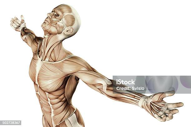 Human Anatomy Stock Photo - Download Image Now - The Human Body, Physiology, Anatomy