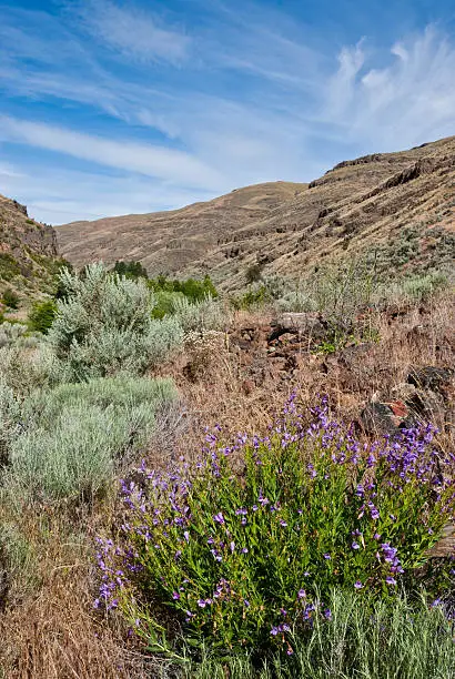 Charley Creek Canyon was once a working cattle ranch in the hills of Eastern Washington. This scene was photographed at the ranch near Asotin, Washington State, USA.