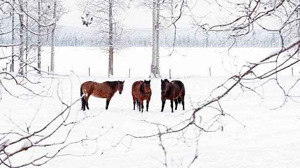 istock Three  horses standing  in a snow landscape 502728728