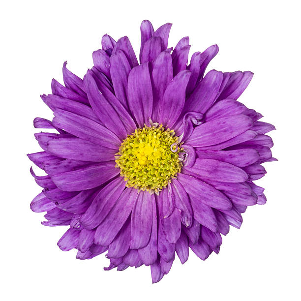 istock Purple aster isolated 502728850
