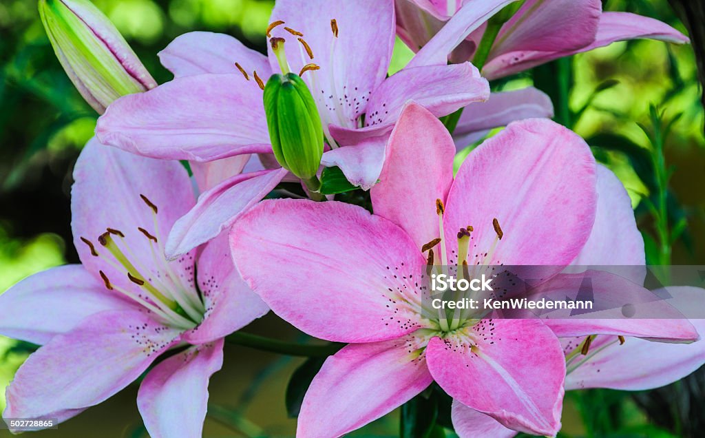 Pink Lilies A grouping of hybrid pink lilies. Beauty In Nature Stock Photo