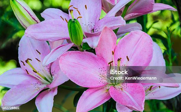 Pink Lilies Stock Photo - Download Image Now - Beauty In Nature, Blossom, Color Image