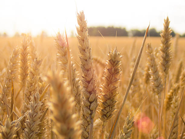 campo de trigo en el cielo - grano entero fotos fotografías e imágenes de stock