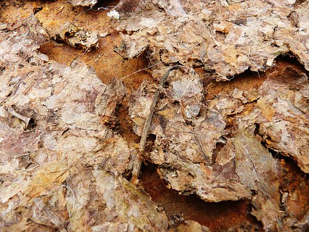 istock autumn leaves on rust discarded rotting orange brown 502730200