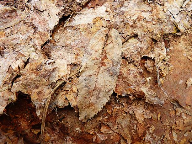 istock autumn leaves on rust discarded rotting orange brown 502730258