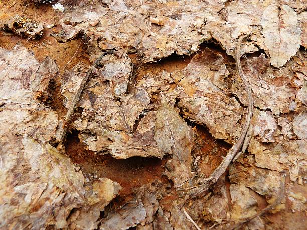 istock autumn leaves on rust discarded rotting orange brown 502730308