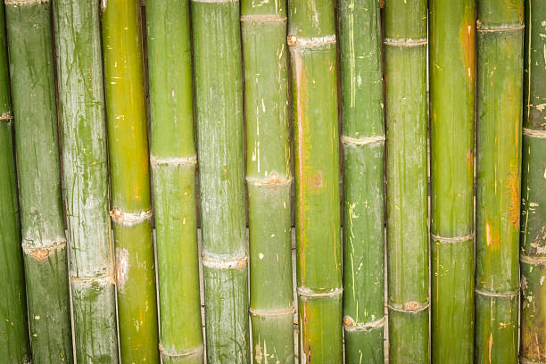 istock green bamboo fence background 502731064