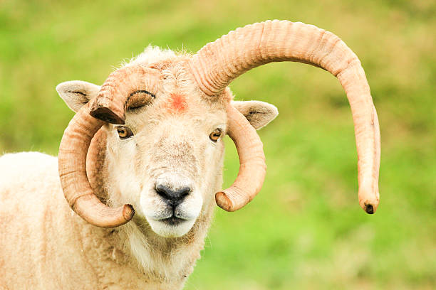 A multi horned ram in the coastal area of Gwbert in Wales