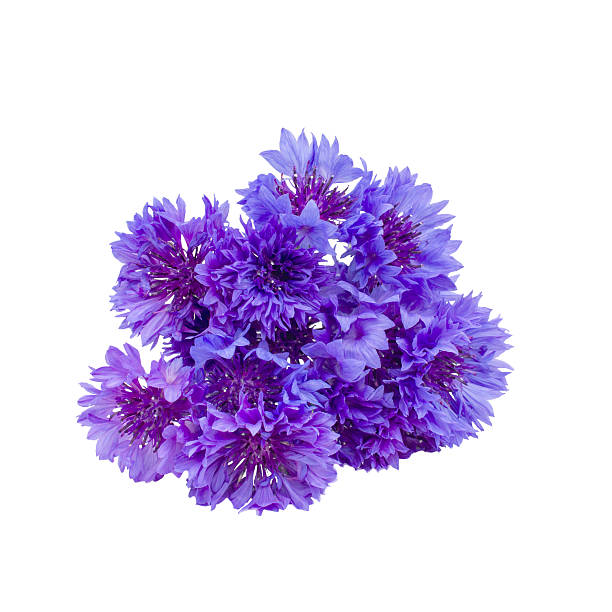 bouquet of cornflowers bouquet of cornflowers isolated on white background macro white cornflower stock pictures, royalty-free photos & images