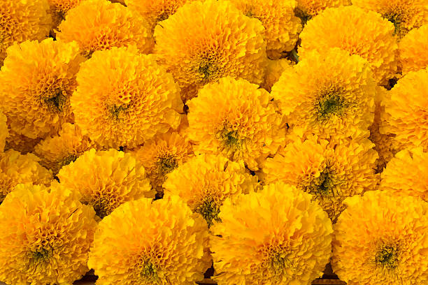 istock marigold flower group in close up view 502734646