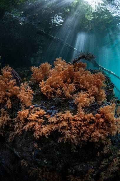 istock Soft Corals and Light in Indonesia 502735202