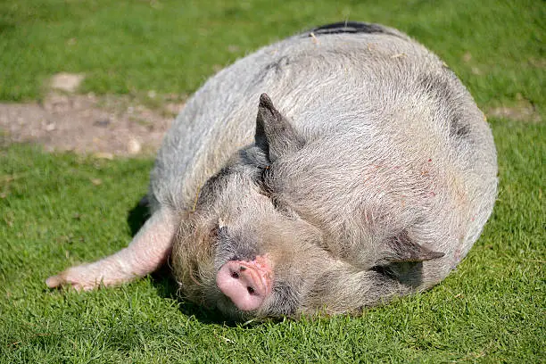 Miniature pig (sus) sleeping on grass view of front