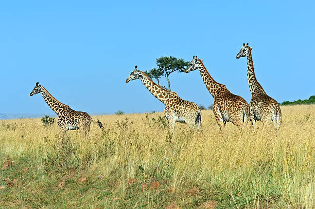 istock Giraffe in the African savannah 502735922