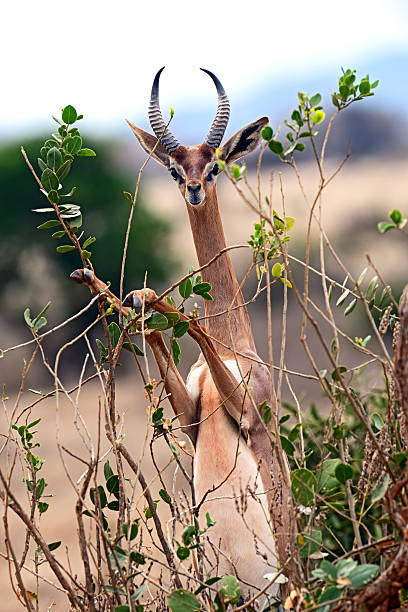 istock African gazelle gerenuk 502736068