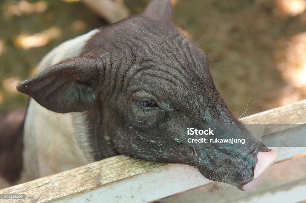 Pig in stall A little Pig in stall 2015 Stock Photo