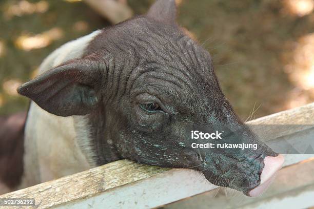 Pig In Stall Stock Photo - Download Image Now - 2015, Agriculture, Animal