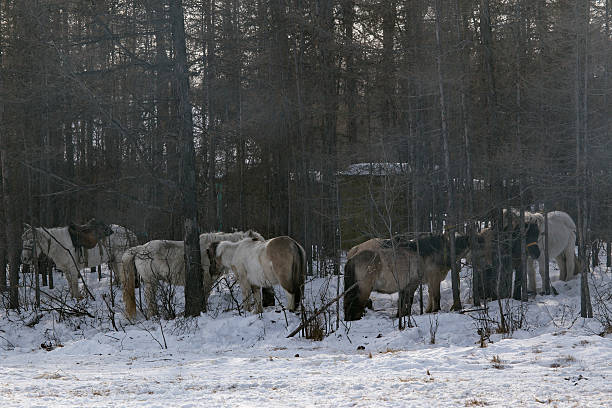 istock Horses on a leash in the forest. 502736482