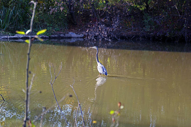 istock Canada: Great Blue Heron in the Don River 502736948