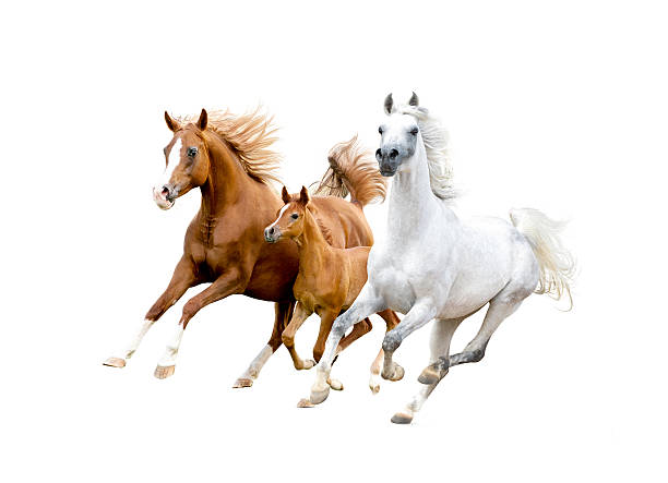 three arabian horses isolated on white three arabian horses isolated on white arabian horse photos stock pictures, royalty-free photos & images