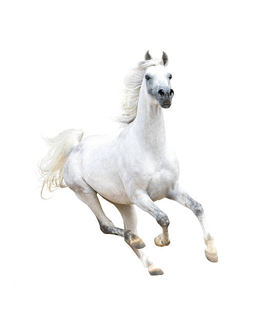 istock white arabian horse isolated on white 502737276