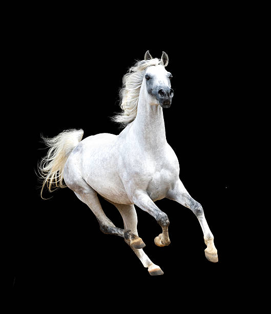 ホワイトのアラビアの馬絶縁に黒色の背景 - horse arabian horse arabia white ストックフォトと画像