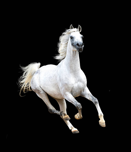 istock white arabian horse isolated on black background 502737286