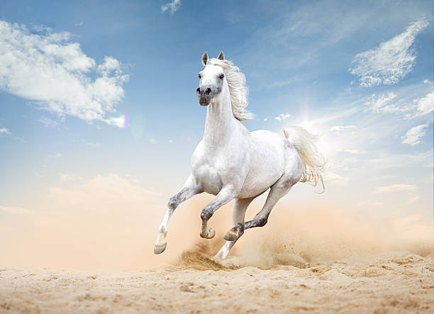 istock Arabian horse runs free in desert 502737300